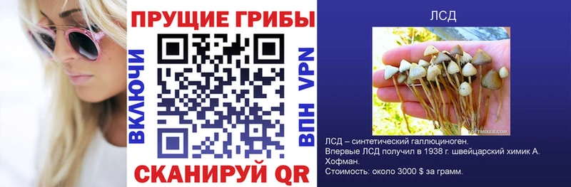Купить  Приморско-Ахтарск  Псилоцибиновые грибы Cubensis 
